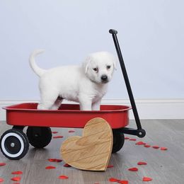 Mr Silver - male Labrador Retriever puppy in Missouri City, Texas from Labrador Retriever Puppies
