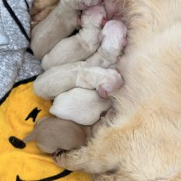 Boy 2 - Cream male Dachshund puppy in Martinsville, Virginia from Ana’s Beautiful Doxies