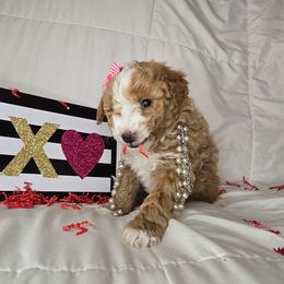 Light pink - Apricot female Goldendoodle puppy in Grovetown, Georgia from Snug-a-Doodles