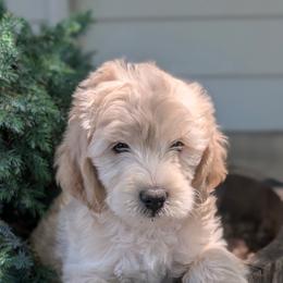 Puppy 6 - Cream male Australian Labradoodle puppy in Yamhill, Oregon from FitzGerald Kennels