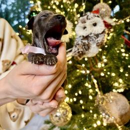 Pink ribbon - Blue female Italian Greyhound puppy in Duvall, Washington from Hunter_Moon Hounds