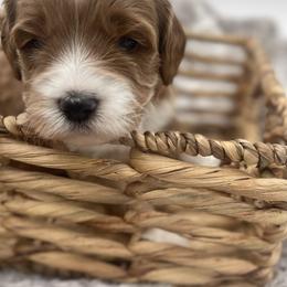 Goldendoodle Puppies from Graystone Doodles