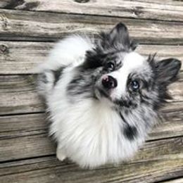 Pomeranian and Pomsky Puppies from Alpha Poms & Pomskies
