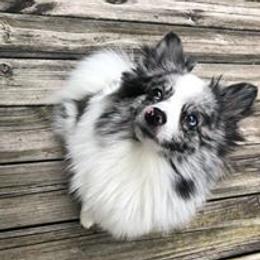 Pomeranian and Pomsky Puppies from Alpha Poms & Pomskies