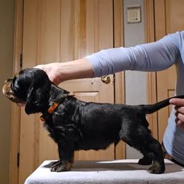 Gordon Setter Puppies from Sun-sett Gordon Setters