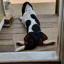 Basset Hound All Grown Up from Red Hill Bassets
