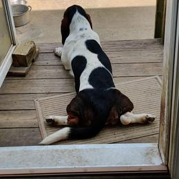 Basset Hound All Grown Up from Red Hill Bassets