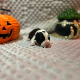 Púca (Poo-ka) - Black and white female Cardigan Welsh Corgi puppy in Clio, Michigan from Old Oak Cardigans