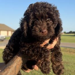 Goldendoodle puppies from Kaci Slightom