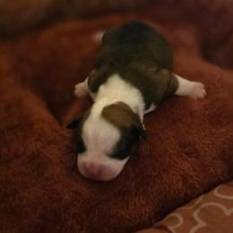 Boy 2 - Chocolate male Assorted Doodle Crosses puppy in Junction, Utah from Sugar Doodles