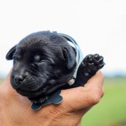 Silver Girl - Black female Labrador Retriever puppy in Linville, Virginia from Virginia Labradors