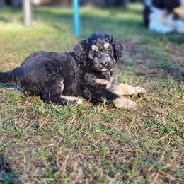 Bernedoodle and Bernese Mountain Dog Puppies from NW Bernedoodles of Washington