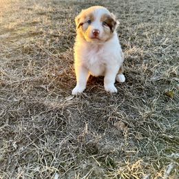 Australian Shepherd Puppies from Aussome Okie Aussies