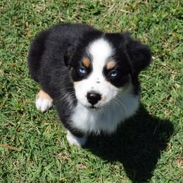 Penny - Red tri-color female Australian Shepherd puppy in Falcon, Missouri from www.maubachranch.com