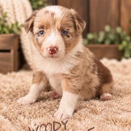 Woody - Red merle male Border Collie puppy in Sanger, California from Flying M Cactus Ranch Buddies