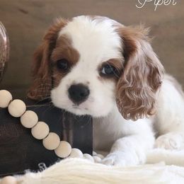Cavalier King Charles Spaniels from Peachy Keen Cavaliers
