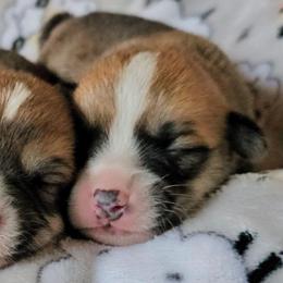 Chops - White and red male Pembroke Welsh Corgi puppy in Williams, California from Half Hitch Corgis