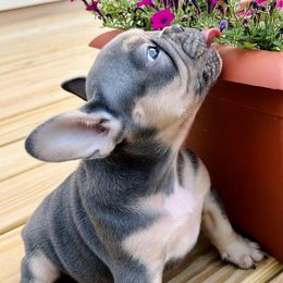 French Bulldogs from BlackMoon Frenchies