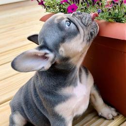 French Bulldogs from BlackMoon Frenchies