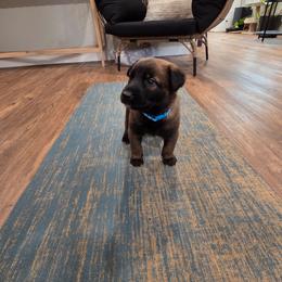 Bear (Blue) - Black brindle male Dutch Shepherd puppy in Signal Mountain, Tennessee from Torgun Police Dogs