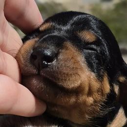 AKC Black and tan Female mini smooth coat dachshund, carries piebald and dilute. - Black and tan female Dachshund puppy in Las Cruces, New Mexico from The Dachshund Den