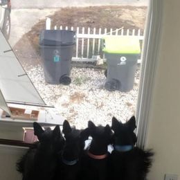 Scottish Terrier Puppies from Gail's Scottish Terriers