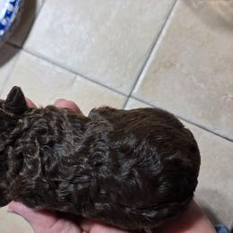 Charlotte - Brown female Poodle puppy in Mc Dade, North Carolina from Toy Poodles of NC