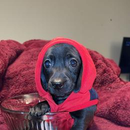 Dachshund Puppies from Jae’s Puppy House