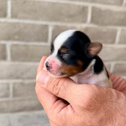 Bear (boy5) - Black tan and white male Biewer Terrier puppy in Las Cruces, New Mexico from De La Rosa Biewers