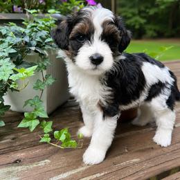 Mr.Oliver - male Bernedoodle puppy in Paoli, Indiana from Brambleberry Doodles