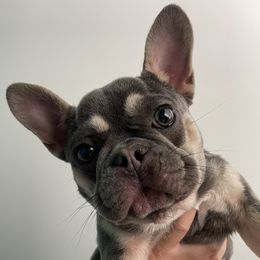 French Bulldog Puppies from Ark Frenchies Limited