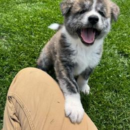 Boy 2 - Brindle male Japanese Akitainu puppy in Payson, Utah from Havoc Akitas