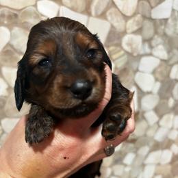 AKC Rowan - Red male Dachshund puppy in White Cloud, Michigan from West Michigan Dachshund