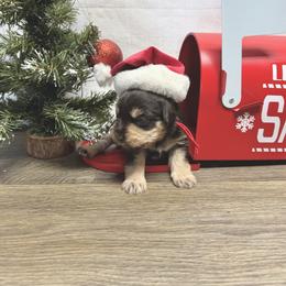Sylt - Liver male Miniature Schnauzer puppy in Huntington, Utah from Schnauzers on Robinson Lane