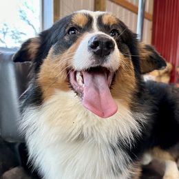 Black - Pembroke Welsh Corgi