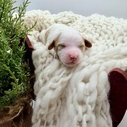 Dark Green - Parti male Goldendoodle puppy in Philadelphia, Mississippi from Oakie Doodles