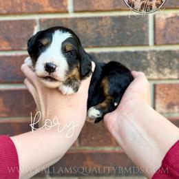 Rory - Tri-color male Bernedoodle puppy in Owasso, Oklahoma from Kallams Bernedoodles & Bernese Mountain Dogs