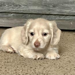 Dachshund and French Bulldog Puppies from Scarlet Sons Frenchies