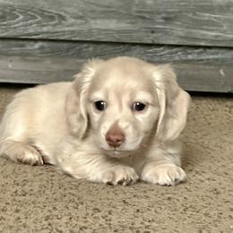 Dachshund and French Bulldog Puppies from Scarlet Sons Frenchies