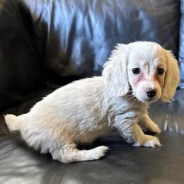 Gabriella - Cream female Dachshund puppy in Visalia, Kentucky from DachGraston Dachshunds