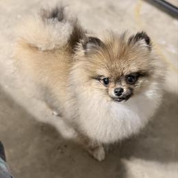Layla - Orange sable female Pomeranian puppy in Coleman, Oklahoma from Pretty Poms