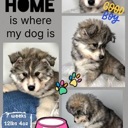 Stone - Gray and white male Siberian Husky puppy in Florence, Kentucky from Moonlight Howl Huskies