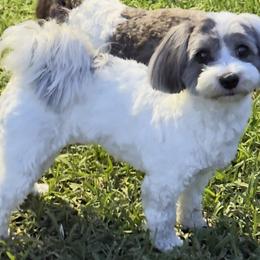 Havanese from Paw Print Havanese