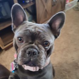 French Bulldogs from K&J French Bulldogs