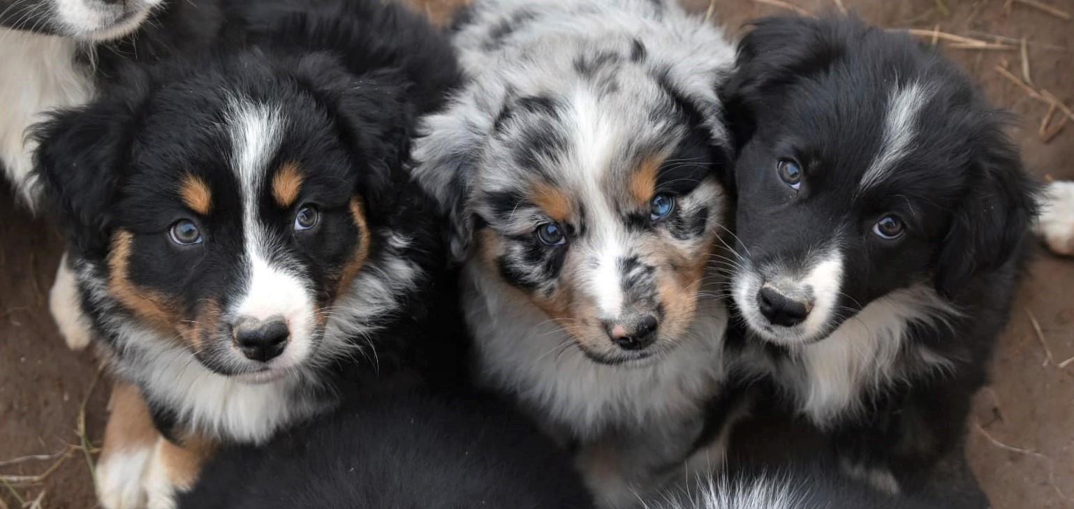 Shepperd Dogs Ranch Mott Ranch - Blazin' Sun Aussies in Arizona | Australian Shepherd ...