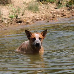 Australian Cattle Dog All Grown Up from Stellar Cattle Dogs