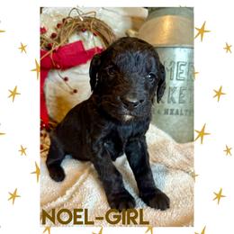 Goldendoodle Puppies from Fire Wife Doodles