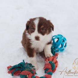 Mistletoe - Red tri-color female Australian Shepherd puppy in Red Bud, Illinois from Authentic Aussies
