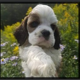 Cocker Spaniel Puppies from Am-Erica's