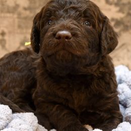Rex - Cream male Goldendoodle puppy in Dayton, Ohio from Perks Court Doodles